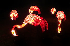 Bernhard Saalfeld - China-Light-Festival 2020 (7v9)